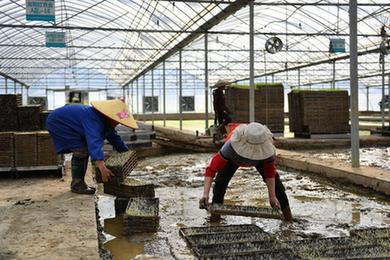 工廠(chǎng)化育秧備春耕