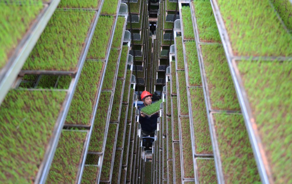 春耕時(shí)節育秧忙