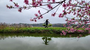 湖南常寧:春耕春種忙