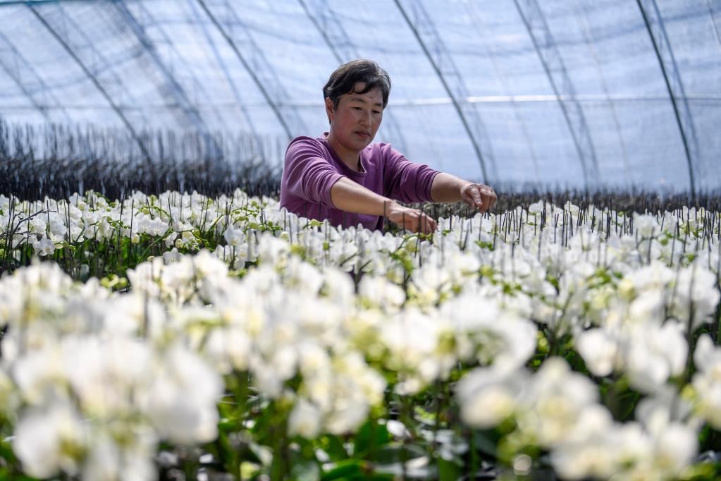 河北雙灤:發(fā)展設施農業(yè) 助力鄉村振興