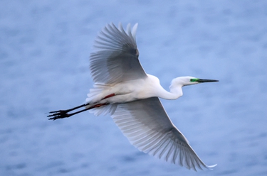 新華全媒+丨新疆博斯騰湖:冰雪消融 候鳥(niǎo)春歸