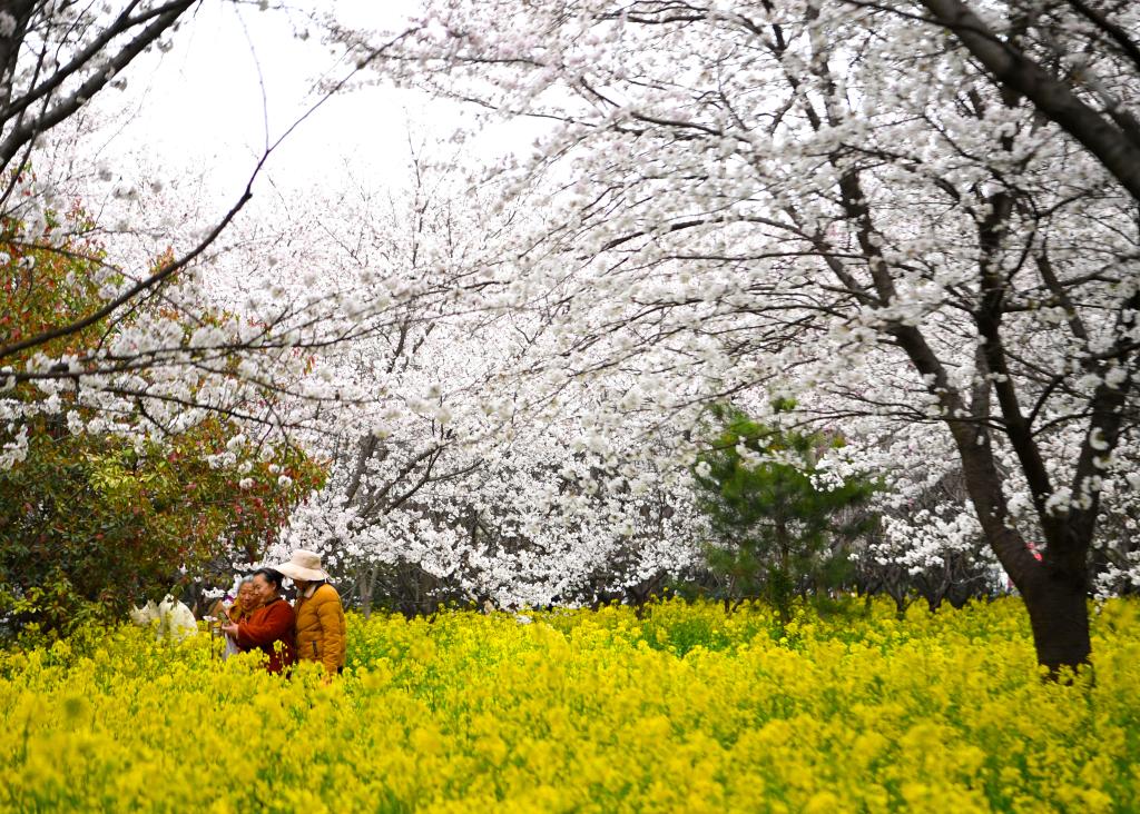 河南鄢陵：賞花游園 樂(lè )享春光