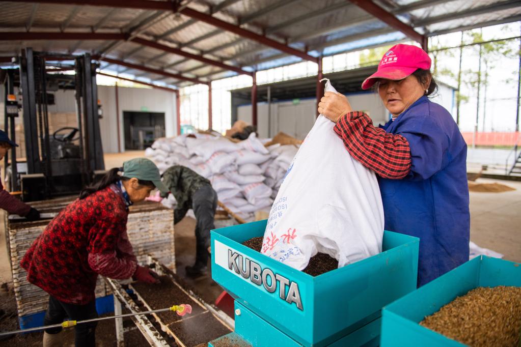 湖南桃源:集中育秧助春種