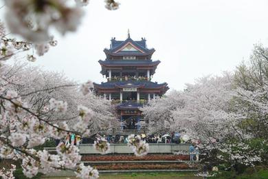 江蘇無(wú)錫:黿頭渚櫻花盛放