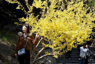 春花爛漫 樂(lè )享春光