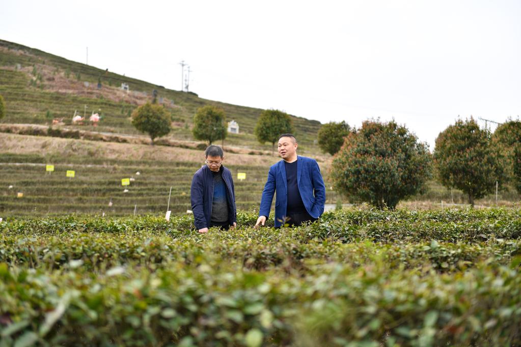 雪峰深處奏響茶旅融合發(fā)展“新樂(lè )章”