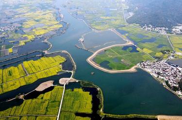 安徽蕪湖:金色花海美鄉村