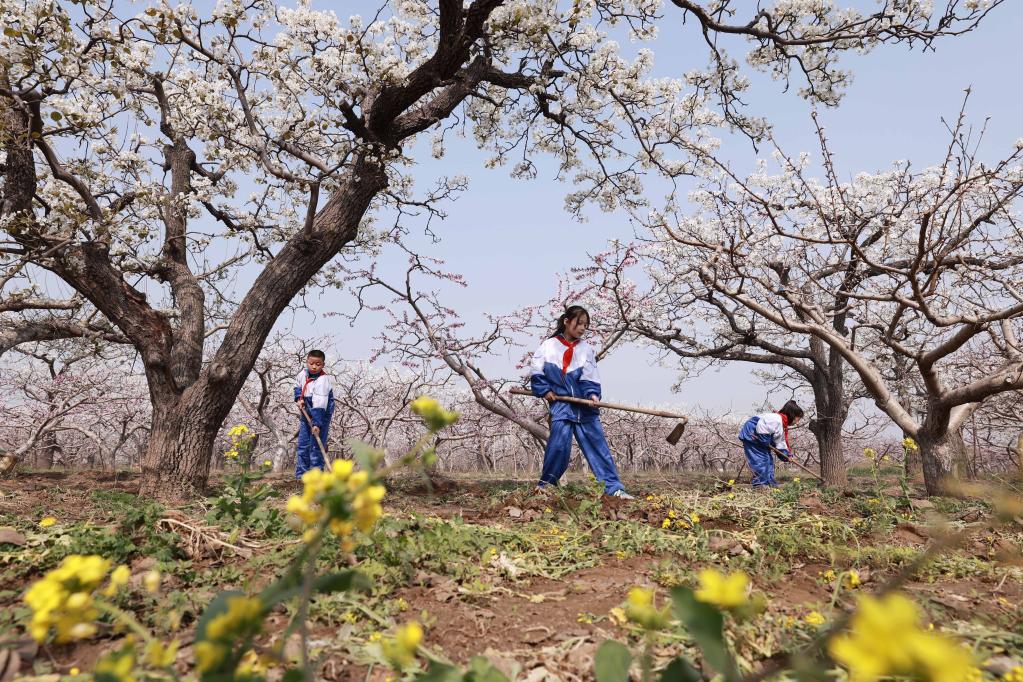 河北內丘:田間課堂 快樂(lè )成長(cháng)