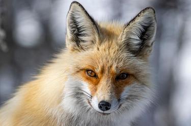 國道之行 從雪山奔向大海|偶遇小赤狐