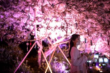 江蘇無(wú)錫:浪漫夜櫻醉游人