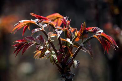 山東新泰:小香椿大產(chǎn)業(yè)