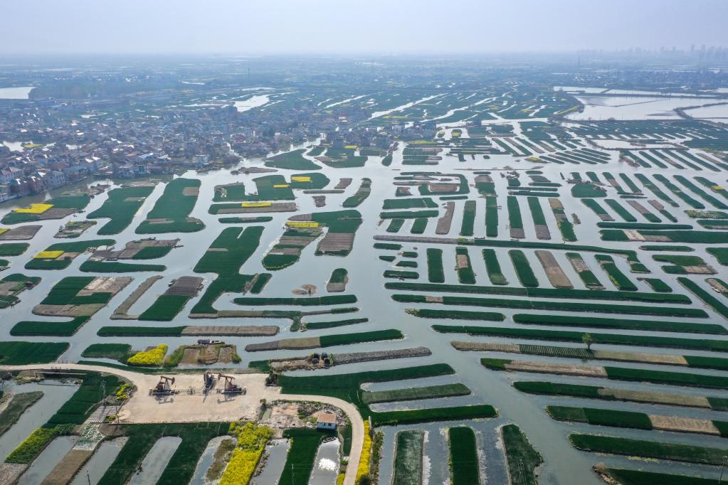 水鄉景色美 油田生產(chǎn)忙