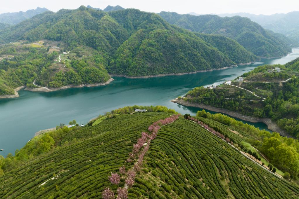 陜西漢濱:春滿(mǎn)茶園采摘忙