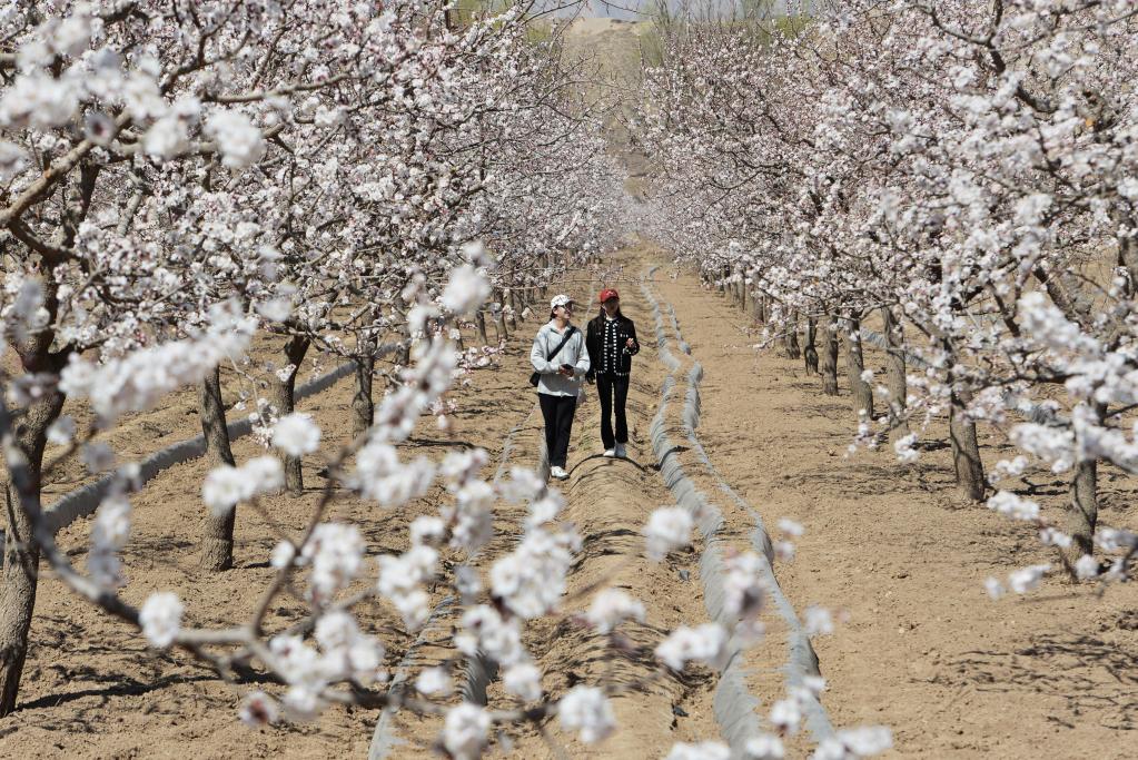 甘肅東鄉:杏花盛開(kāi)滿(mǎn)園春