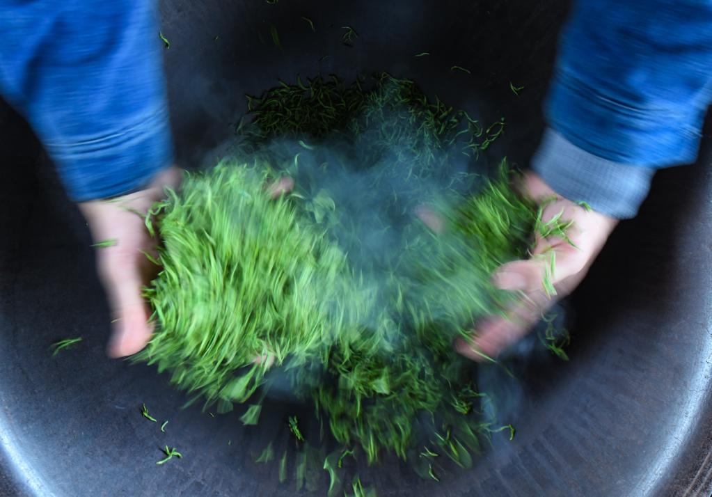 四川汶川:明前茶飄香