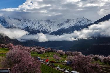 西藏米林:索松村桃花山色醉游人