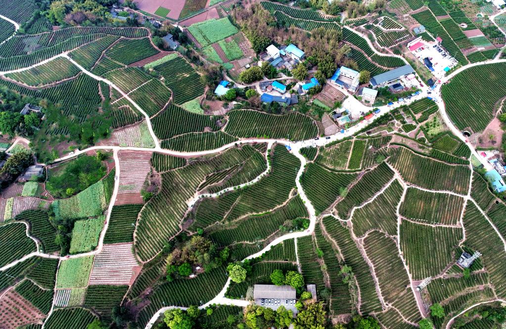 四川仁壽:荒山變花海 村美人致富