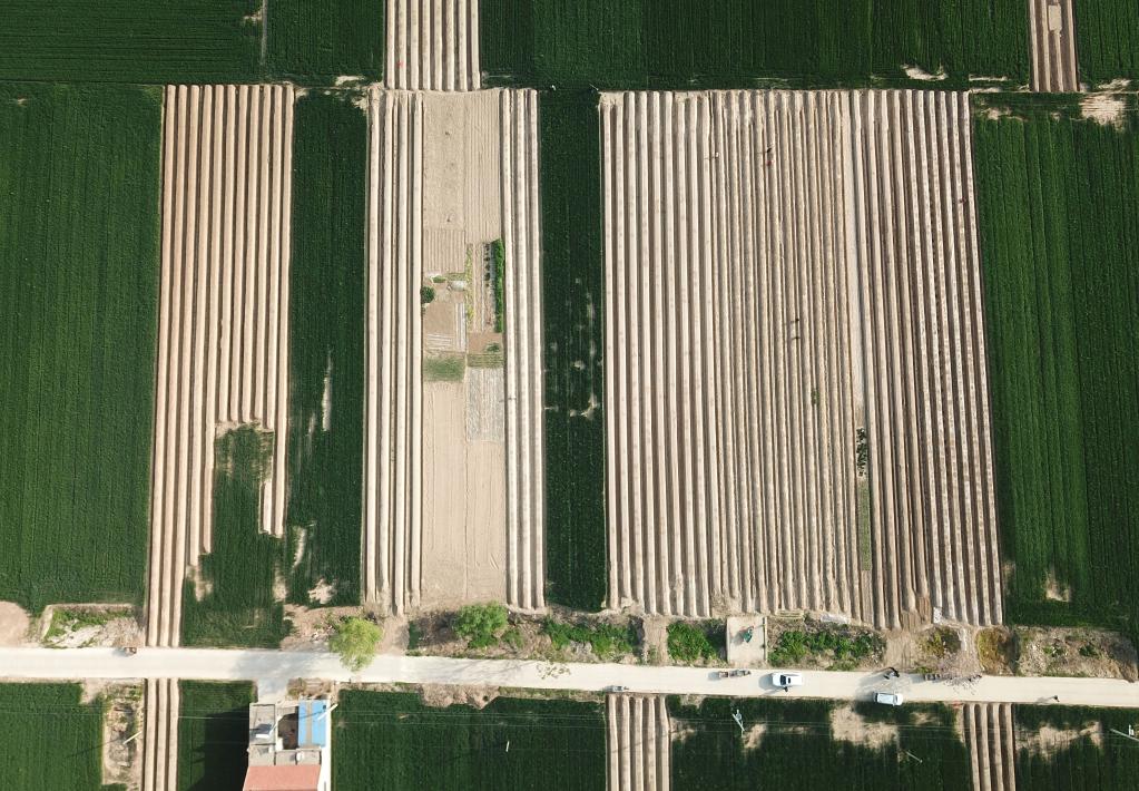 山東單縣:蘆筍收獲加工忙