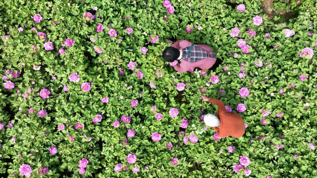 河北柏鄉:牡丹鮮切花富農家