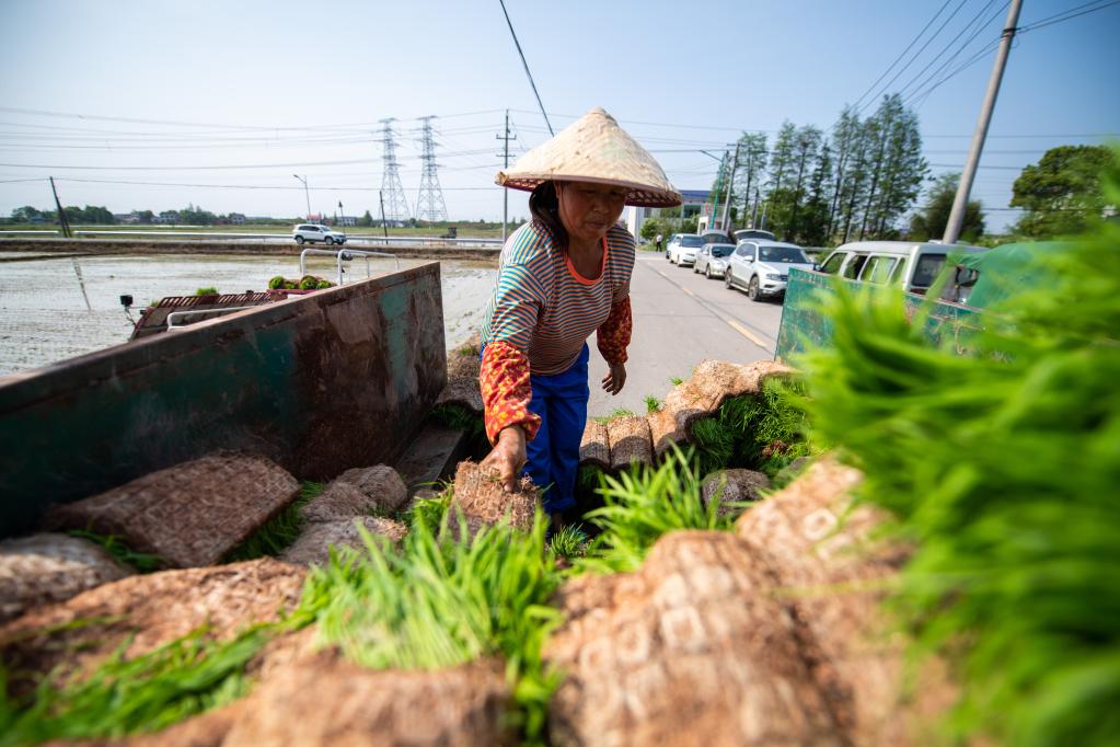 湖南望城:搶抓農時(shí)春耕忙