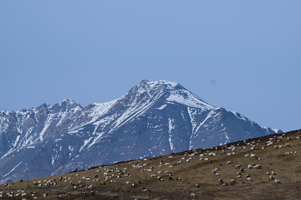 青海：生態(tài)畜牧業(yè)促進(jìn)鄉村振興