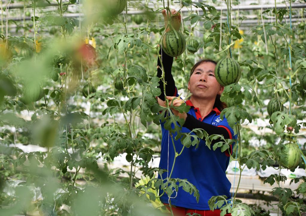 河北邢臺 ：農業(yè)產(chǎn)業(yè)化引領(lǐng)農民變身“產(chǎn)業(yè)工人”