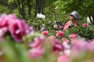 北京圓明園:牡丹盛開(kāi)成花海