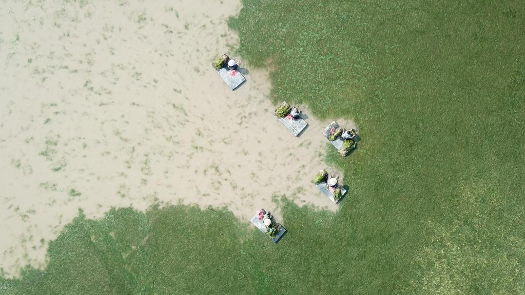 世界地球日：從“水下荒漠”到“水下森林”，走進(jìn)“洞庭之心”大通湖