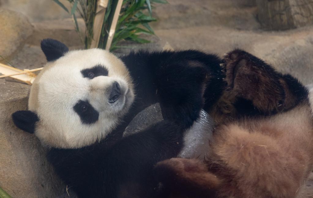 第31屆世界大學(xué)生運動(dòng)會(huì )吉祥物“蓉寶”原型——大熊貓“芝麻”迎來(lái)6歲生日