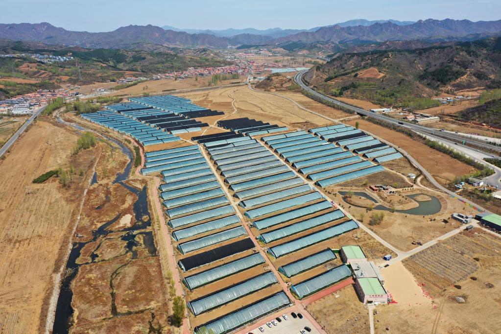 河北隆化:草莓產(chǎn)業(yè)助力鄉村振興