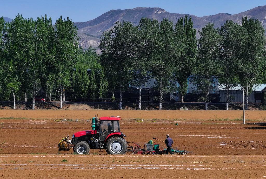 河北灤州:暮春時(shí)節播種忙