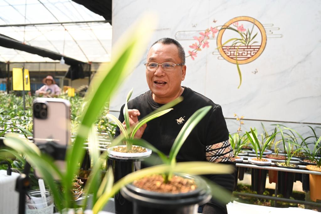 根植“沃土” 創(chuàng  )新“觸網(wǎng)”——在閩臺農用蘭花鋪就鄉村致富路