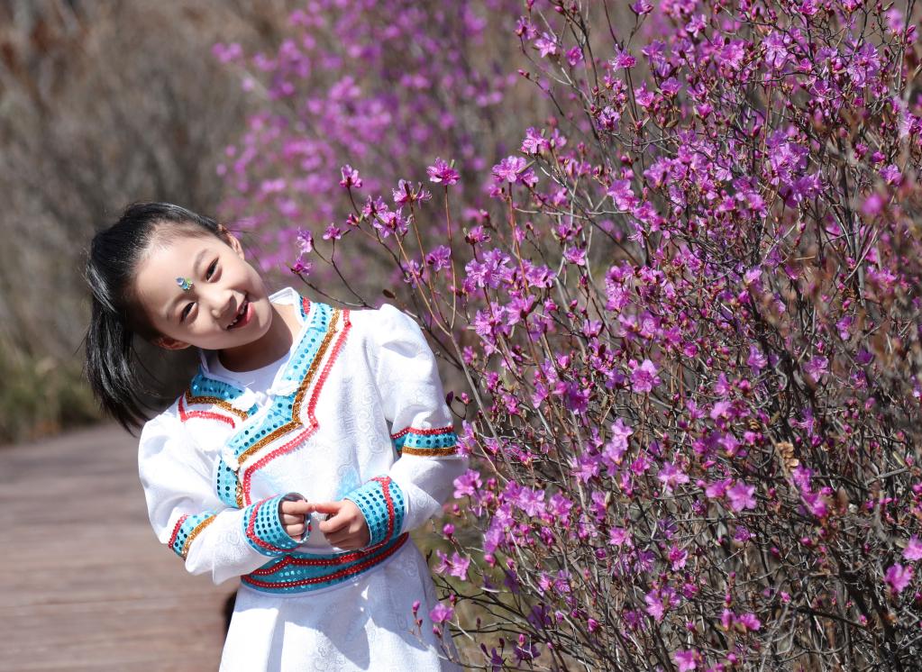 內蒙古鄂倫春:杜鵑花開(kāi)