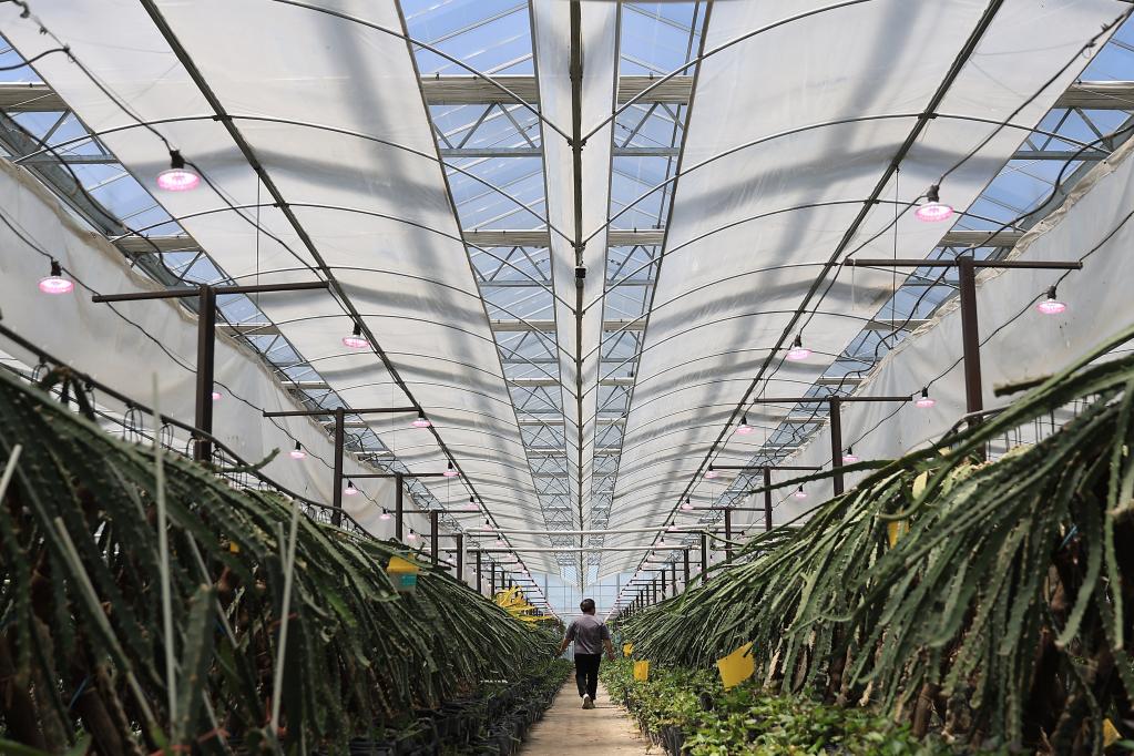 江蘇揚州:觀(guān)光農業(yè)助推鄉村振興