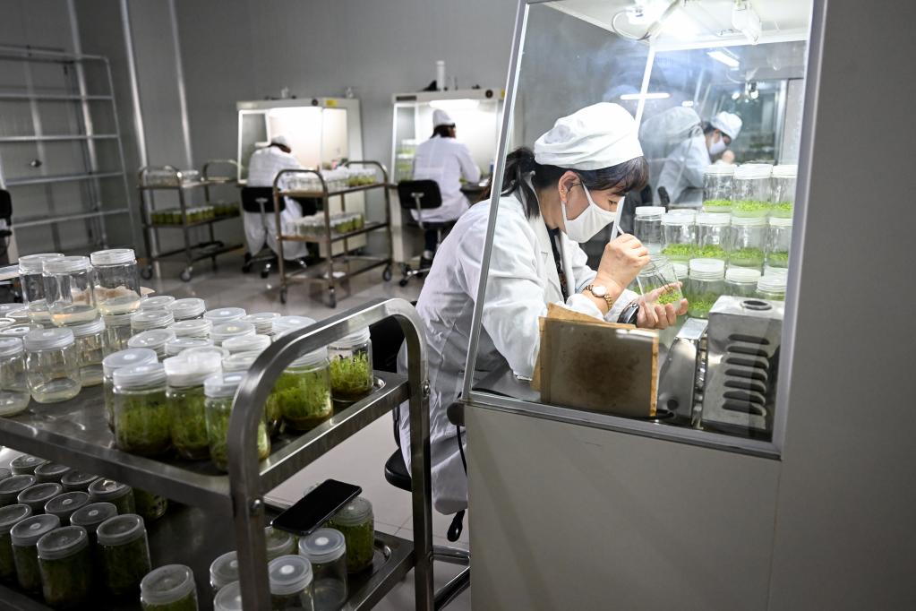 呼和浩特:馬鈴薯脫毒苗擴繁忙