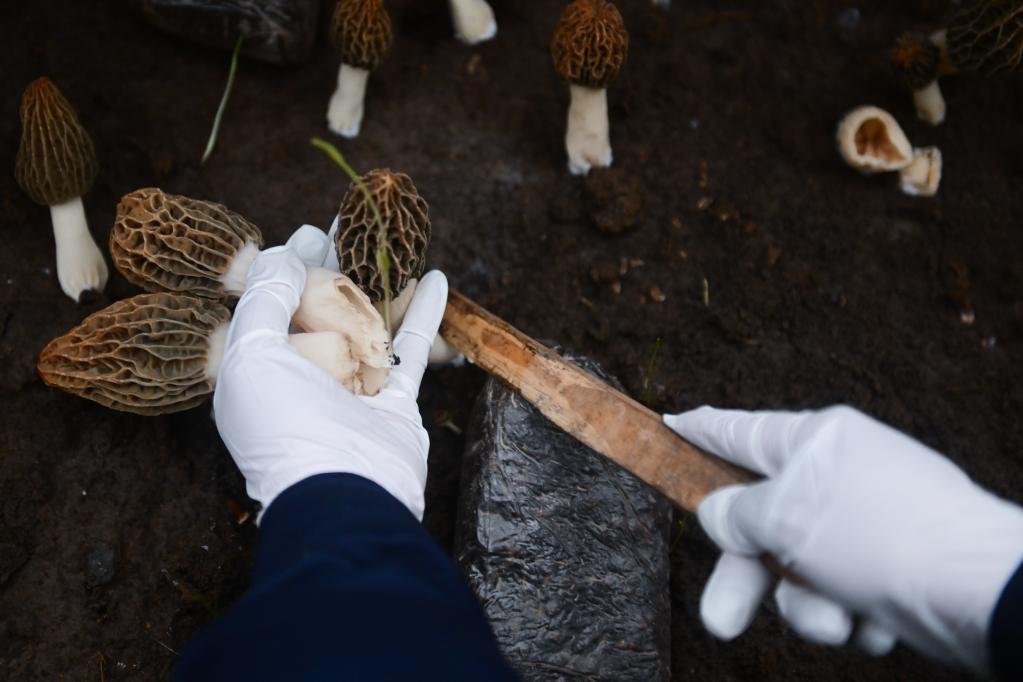 青海大通:羊肚菌產(chǎn)業(yè)促增收