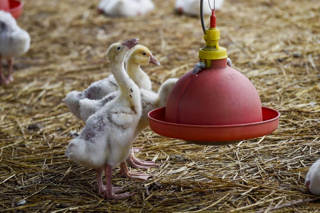 內蒙古阿榮旗:大鵝養殖助力鄉村振興