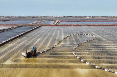 河北曹妃甸:鹽田迎豐收