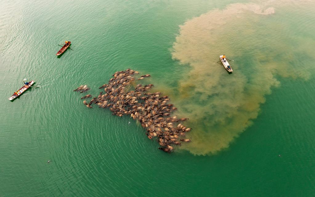牛擠牛 四川蓬安現“百牛渡江”景觀(guān)