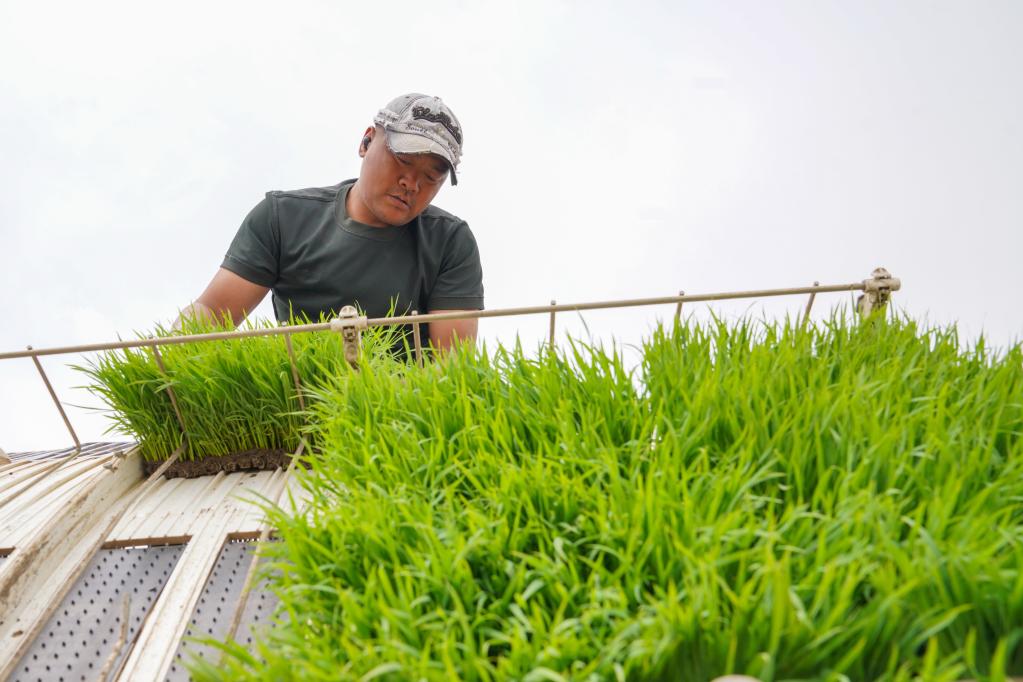 吉林永吉:黑土地上插秧忙