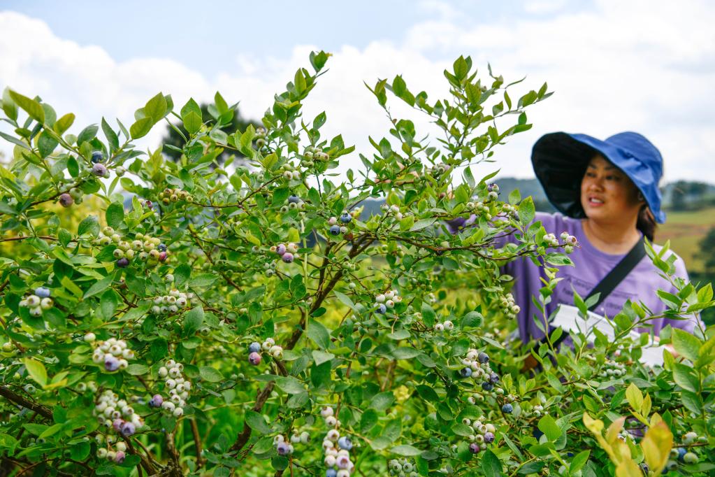 貴州麻江藍莓開(kāi)始采摘