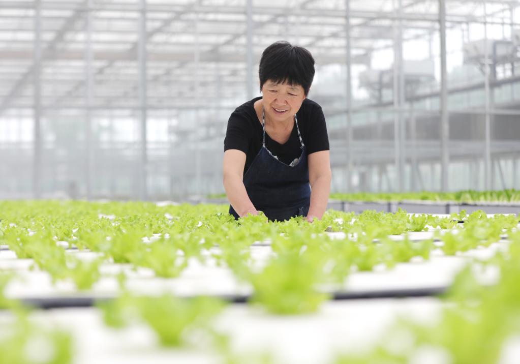 河北保定:高效現代農業(yè)賦能鄉村產(chǎn)業(yè)振興