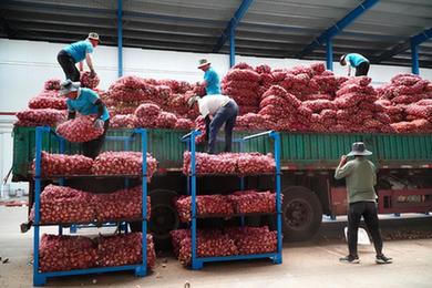 山東巨野:35萬(wàn)畝大蒜收獲倉儲忙