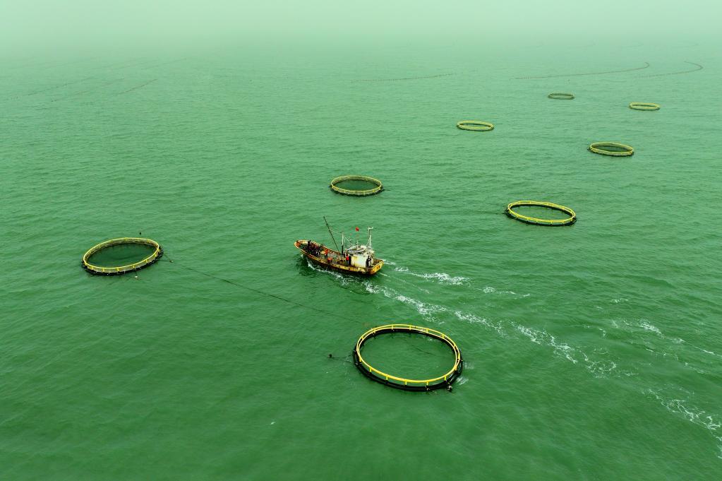 山東日照:海洋牧場(chǎng)賦能漁業(yè)養殖高質(zhì)量發(fā)展