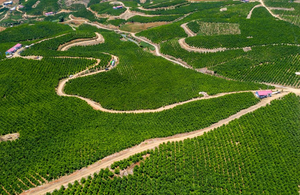 云南賓川:小柑桔成就“甜蜜”大產(chǎn)業(yè)