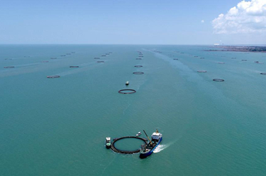 藍色牧場(chǎng)孕育致富“黃金魚(yú)”