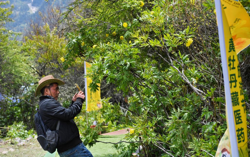 西藏米林:珍稀牡丹引客來(lái)
