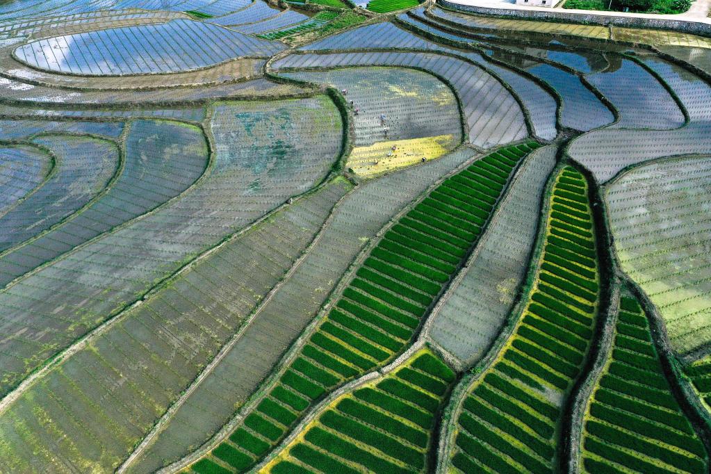 貴州岑鞏:雜交水稻制種基地移栽忙