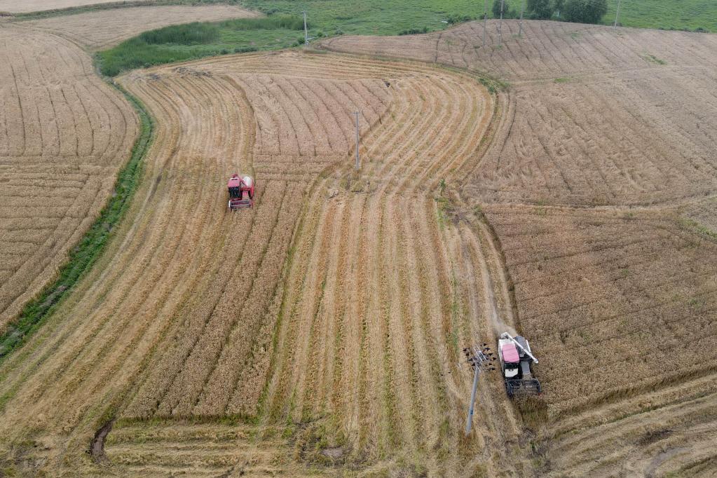安徽繁昌:長(cháng)江沿岸夏收忙