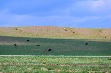 內蒙古草原陸續進(jìn)入返青期